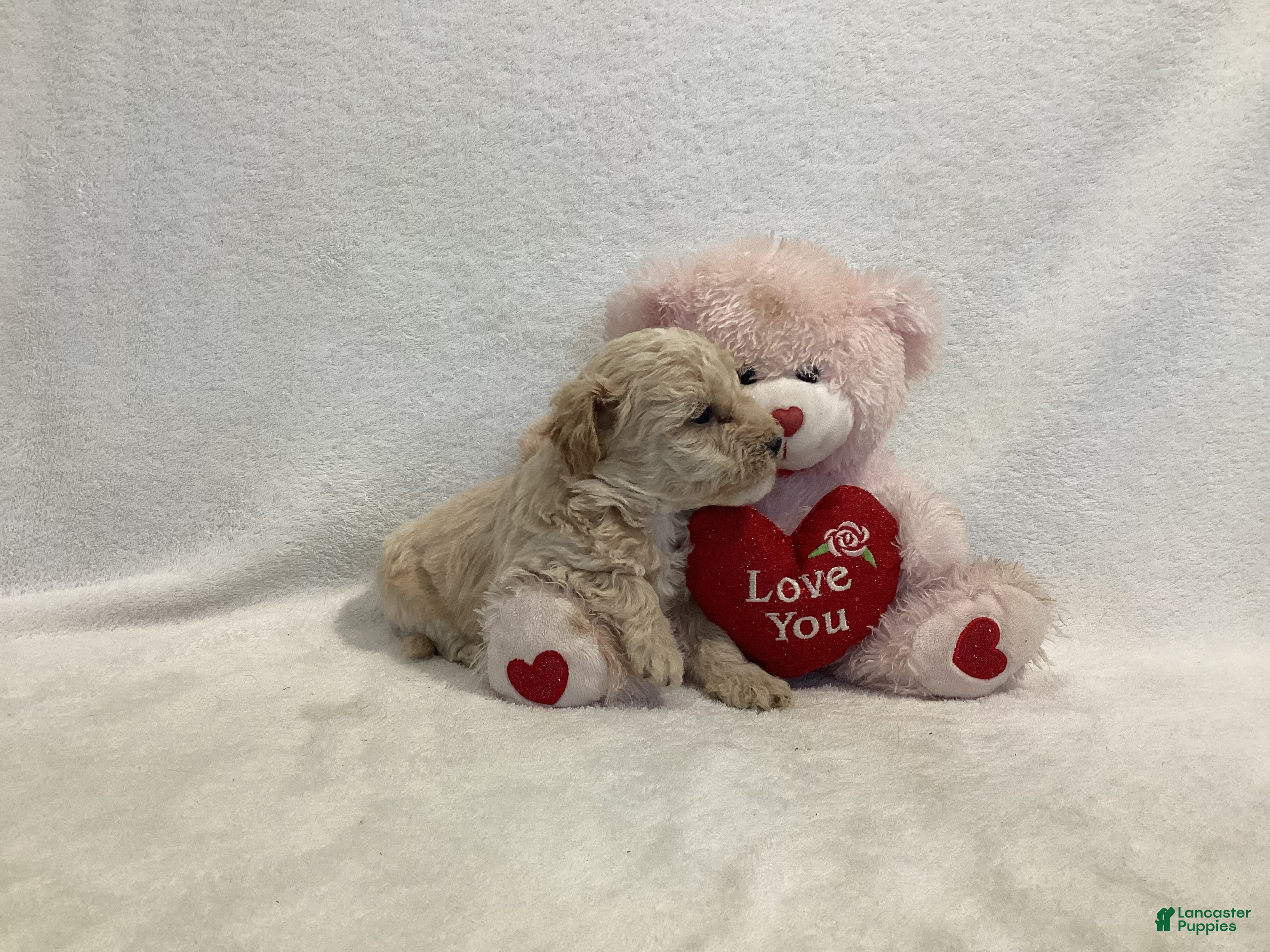 Maltipoo dogs Cuddles - Ad 30