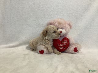 Maltipoo dogs Cuddles - Ad 30