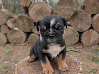 English Bulldog dogs for sale: Violet - Ad 1