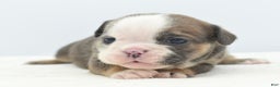 Mixed Breed dogs for sale: Savanna Tiny mini bulldog  - Ad 5