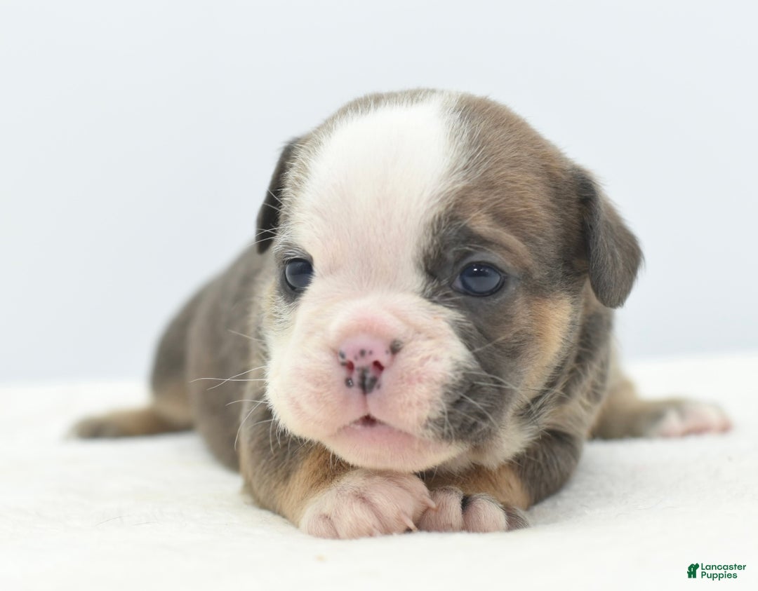 Mixed Breed dogs for sale: Savanna Tiny mini bulldog  - Ad 5