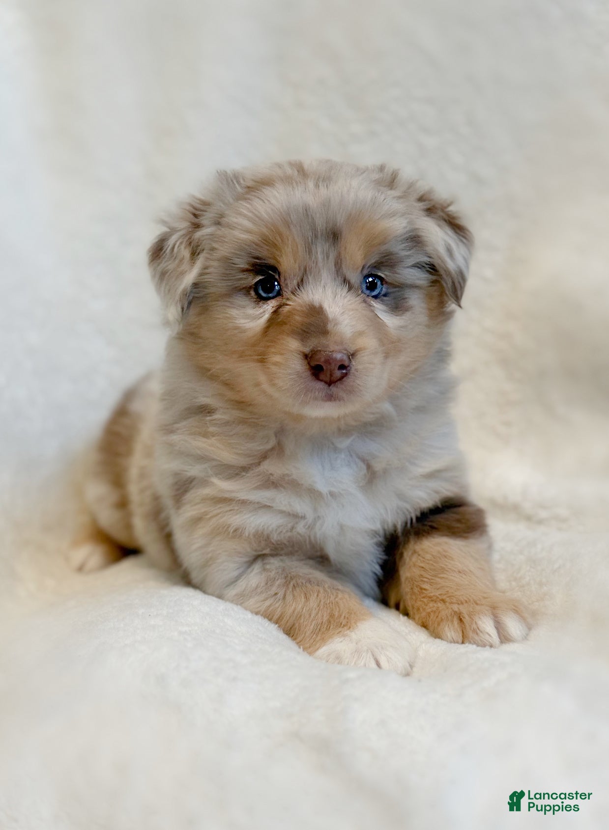 Miniature Australian Shepherd dogs Brinley - Ad 7