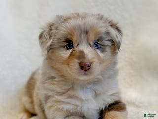 Miniature Australian Shepherd dogs Brinley - Ad 7