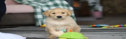 Golden Retriever dogs for sale: Tiger - Ad 6