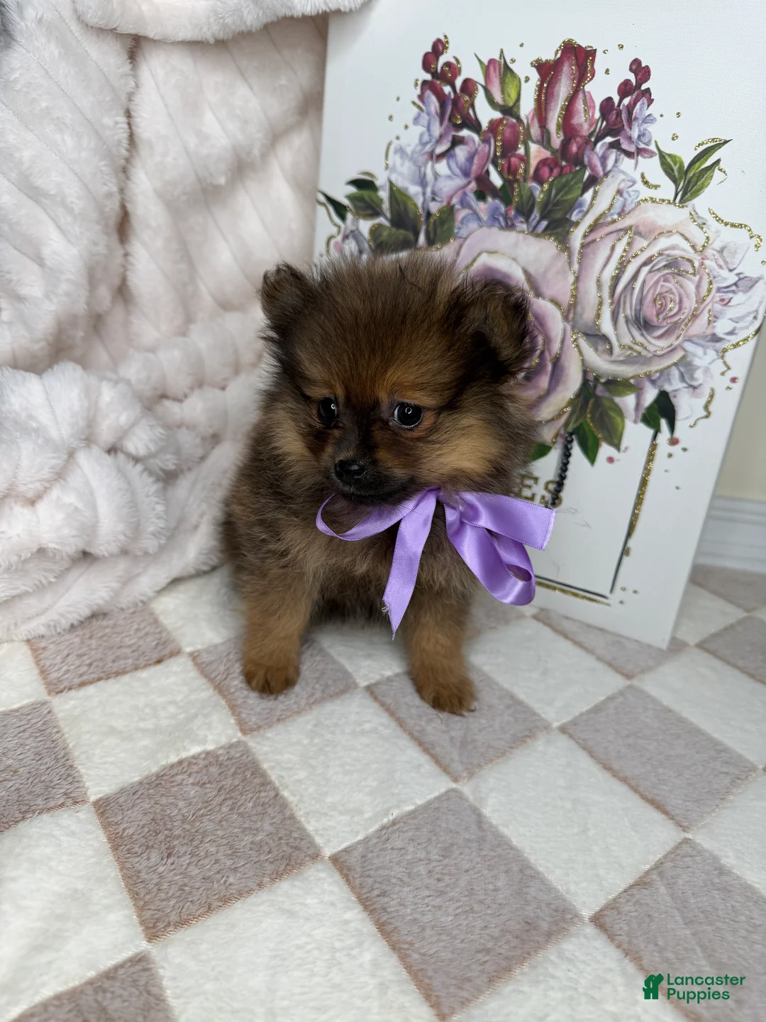 Pomeranian dogs for sale: CoCo - Ad 2