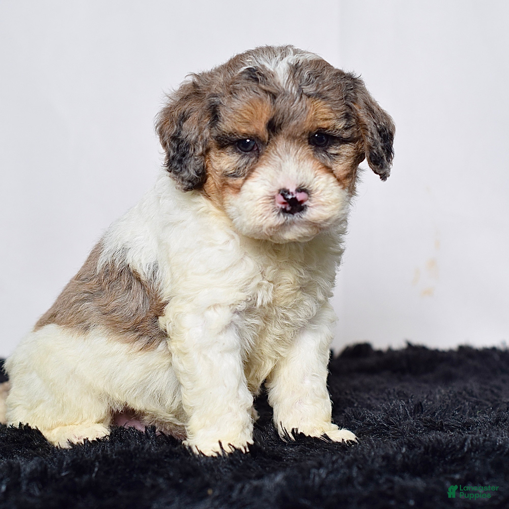 Mini Goldendoodle dogs for sale: Mr. Kirk - Ad 4