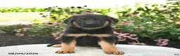 German Shepherd dogs for sale: Lucy  - Ad 3