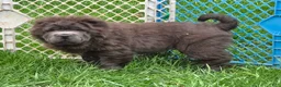 Shar Pei dogs for sale: Blue bear mini - Ad 23