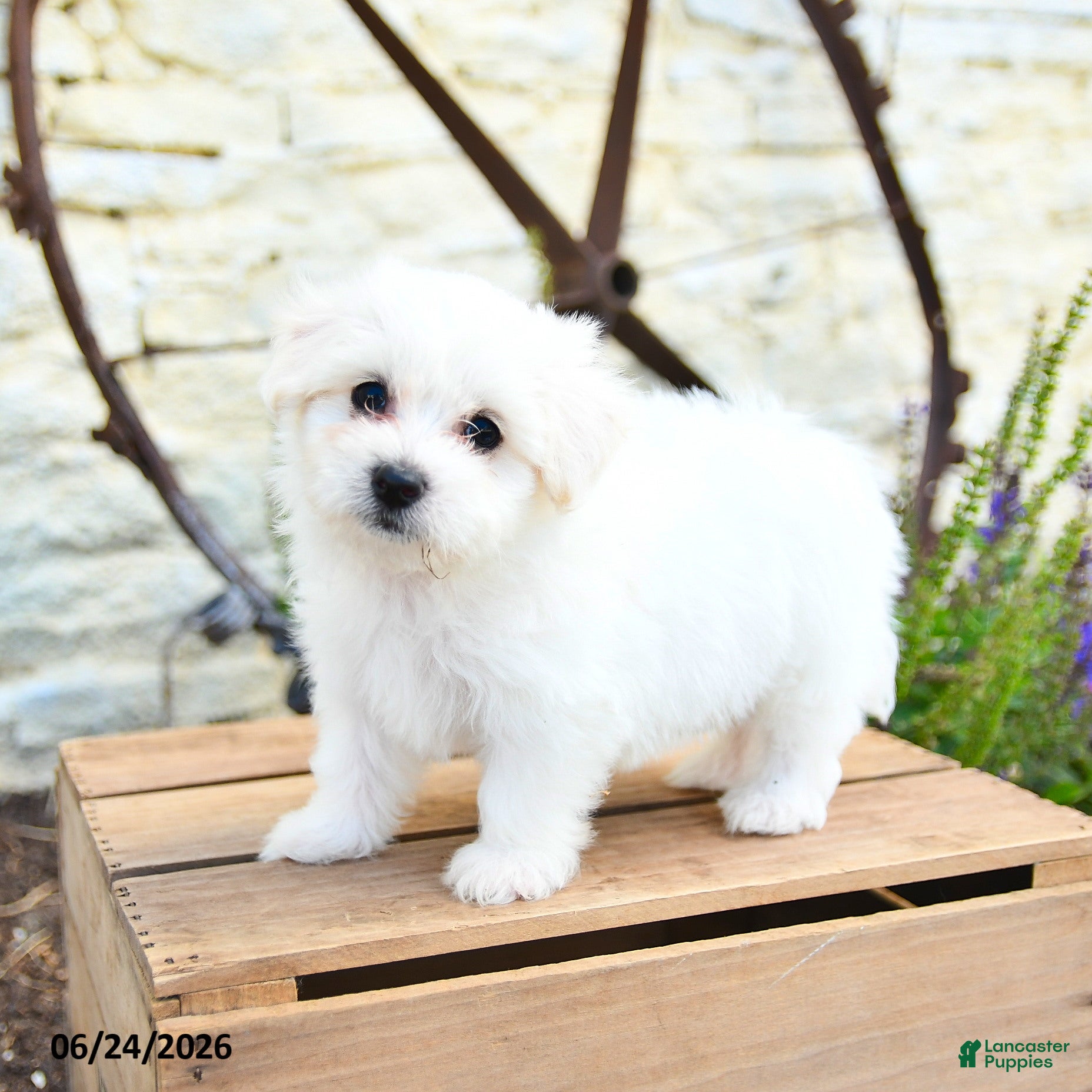 Mixed Breed dogs Olaf - Ad 1