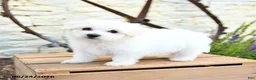 Mixed Breed dogs for sale: Olaf - Ad 1