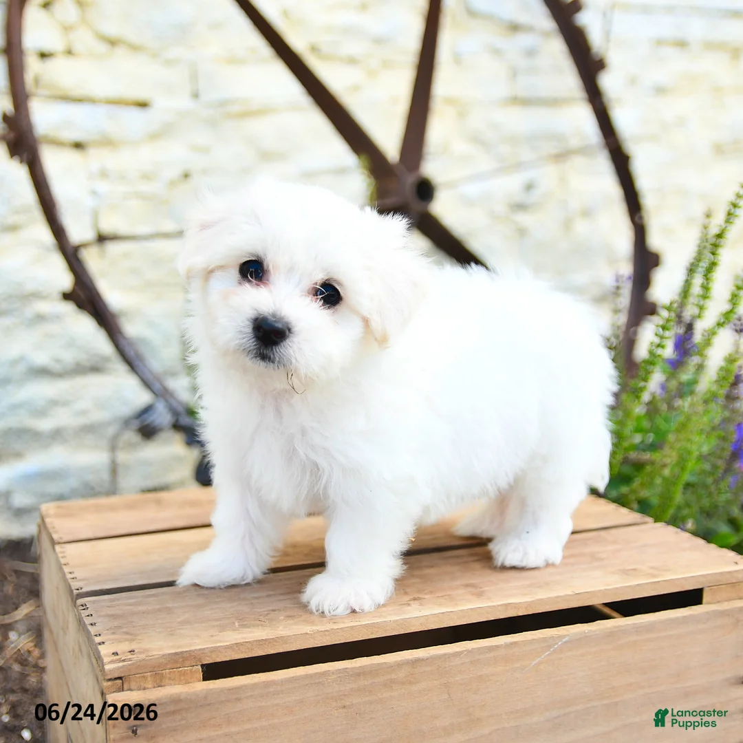 Mixed Breed dogs for sale: Olaf - Ad 1
