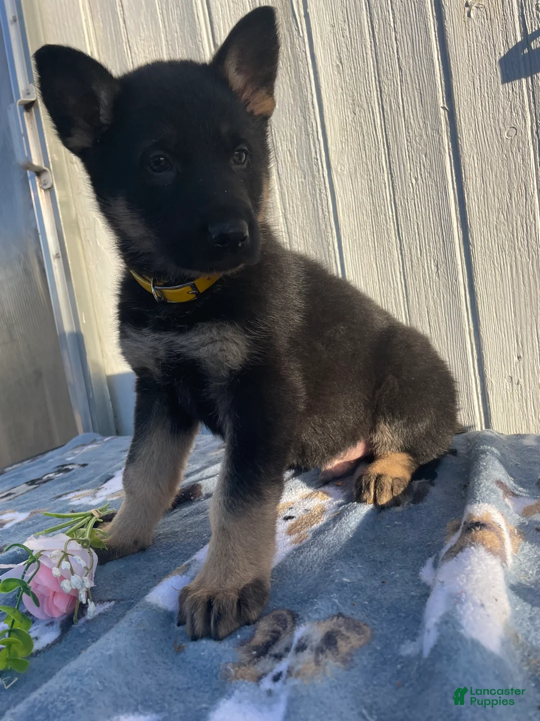 German Shepherd dogs for sale: Sarge - Ad 4