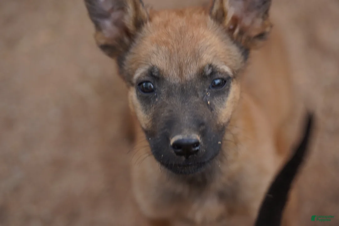 Belgian Malinois dogs for sale: Malinois M 2 - Ad 2