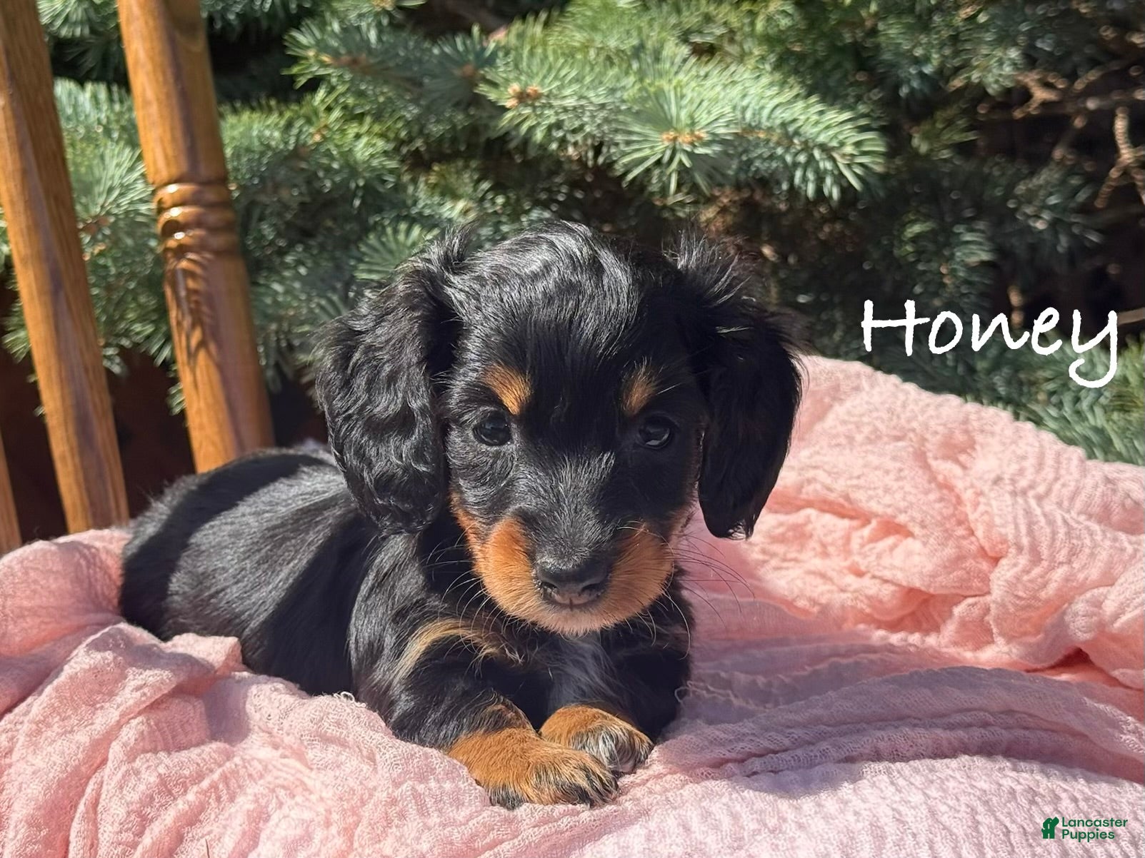 Miniature Dachshund dogs Honey - Ad 1