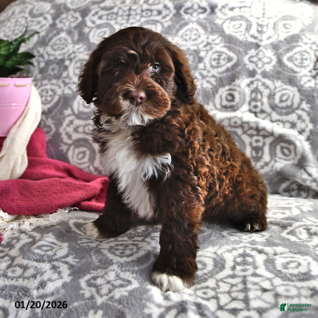 Portuguese Water Dog dogs for sale: Dime - Ad 2