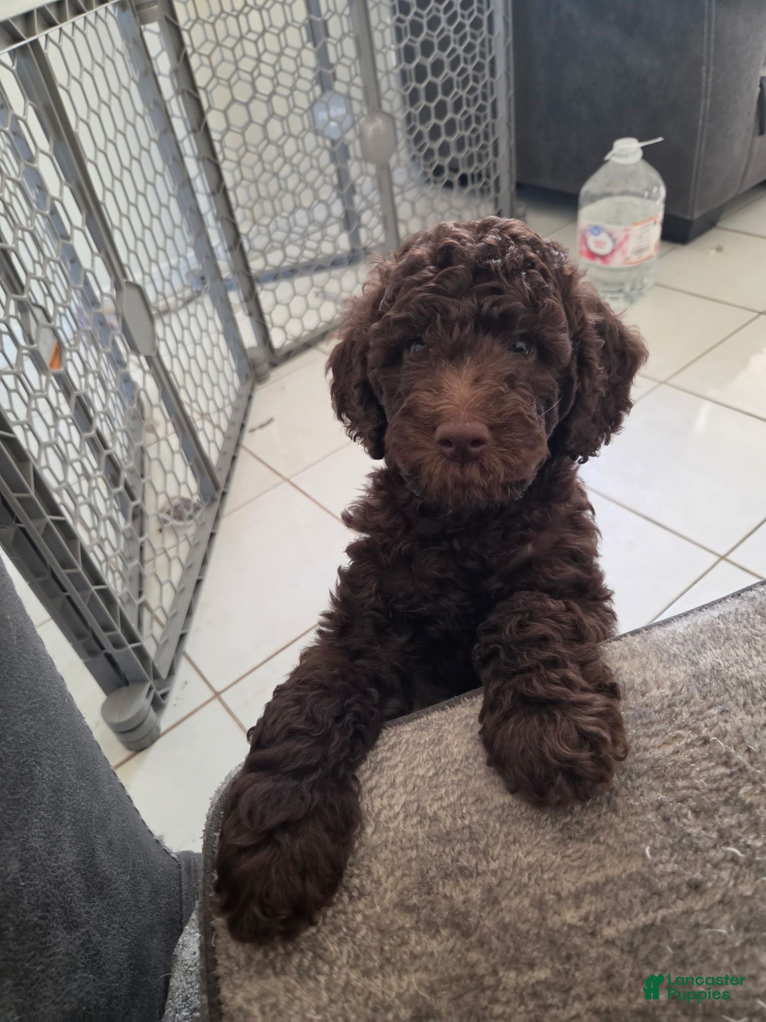 Miniature Poodle dogs Eclaire aka Claire Bear - Ad 16