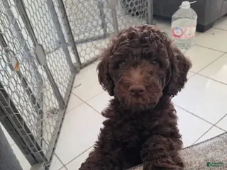 Miniature Poodle dogs Claire **Available Now** - Ad 15