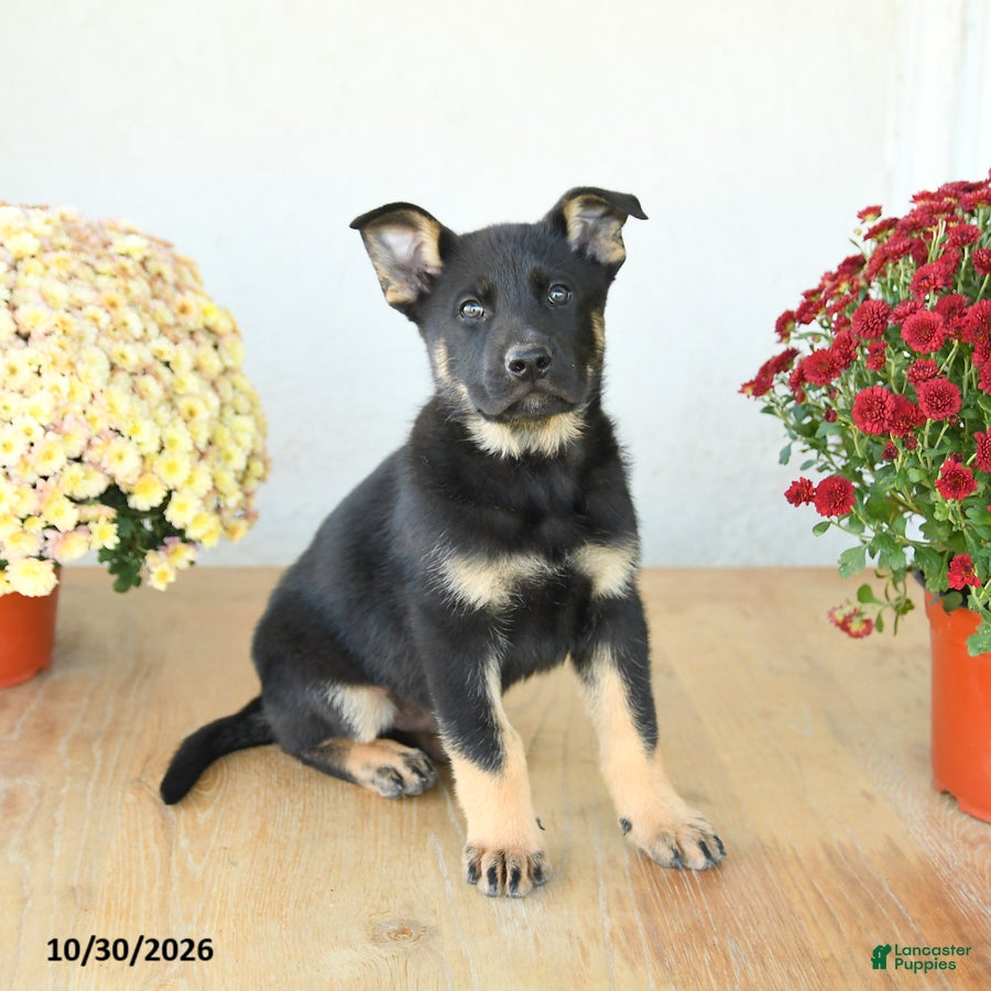 Mixed Breed dogs for sale: Gus - Ad 2