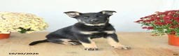 Mixed Breed dogs for sale: Gus - Ad 2