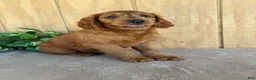 Goldendoodle dogs for sale: Gavin - Ad 21