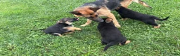 German Shepherd dogs for sale: German Shepherd 1 - Ad 8