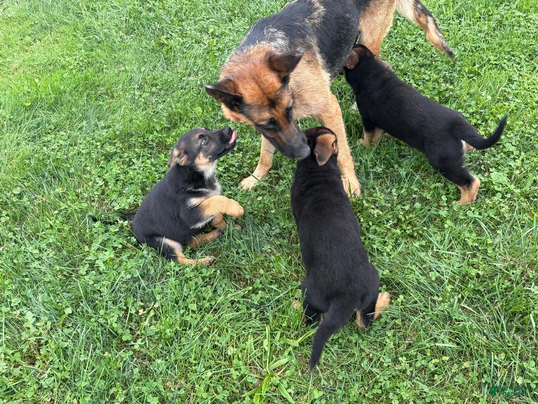 German Shepherd dogs for sale: German Shepherd 1 - Ad 8