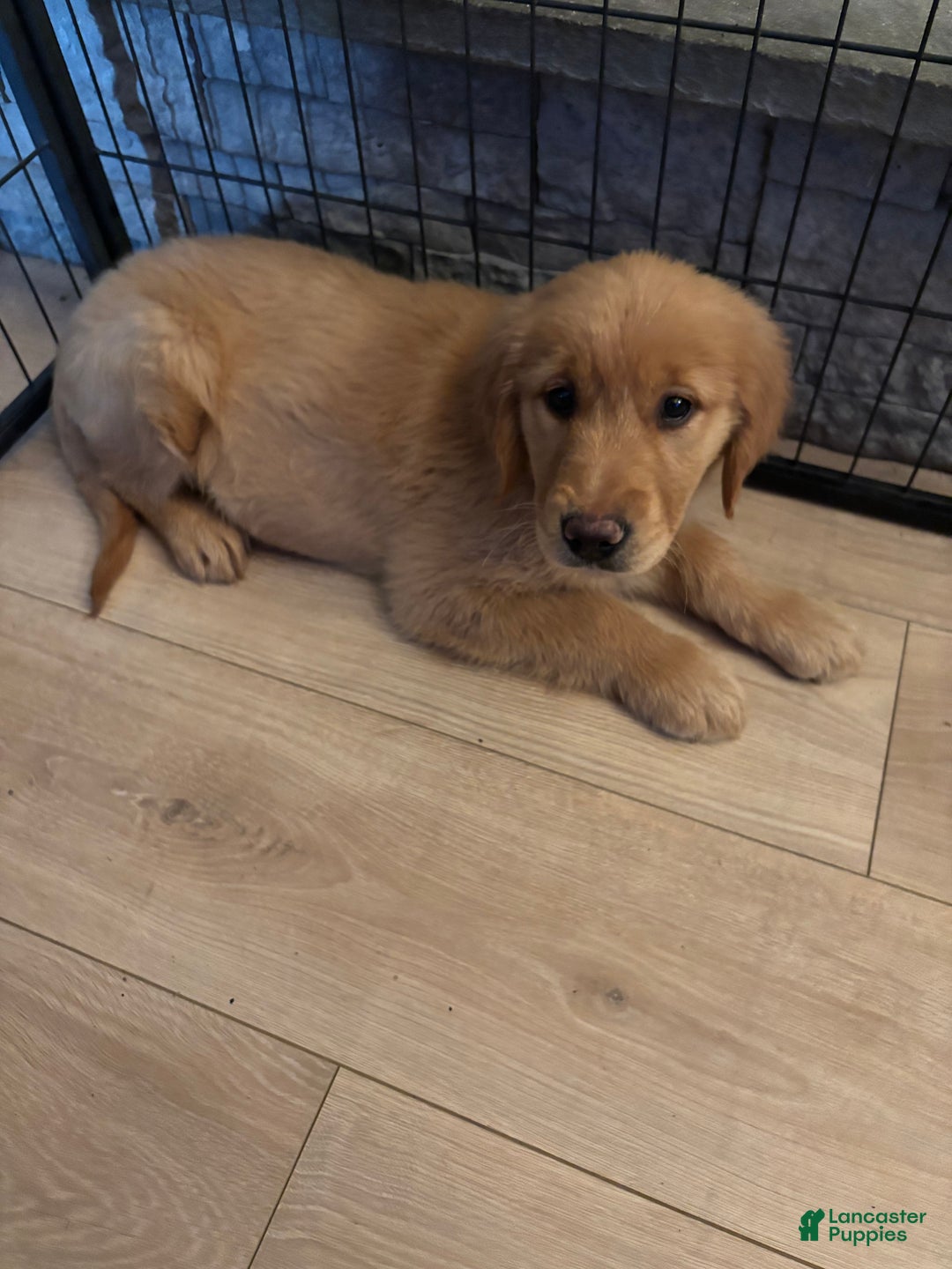 Golden Retriever dogs for sale: Barbie - Ad 2