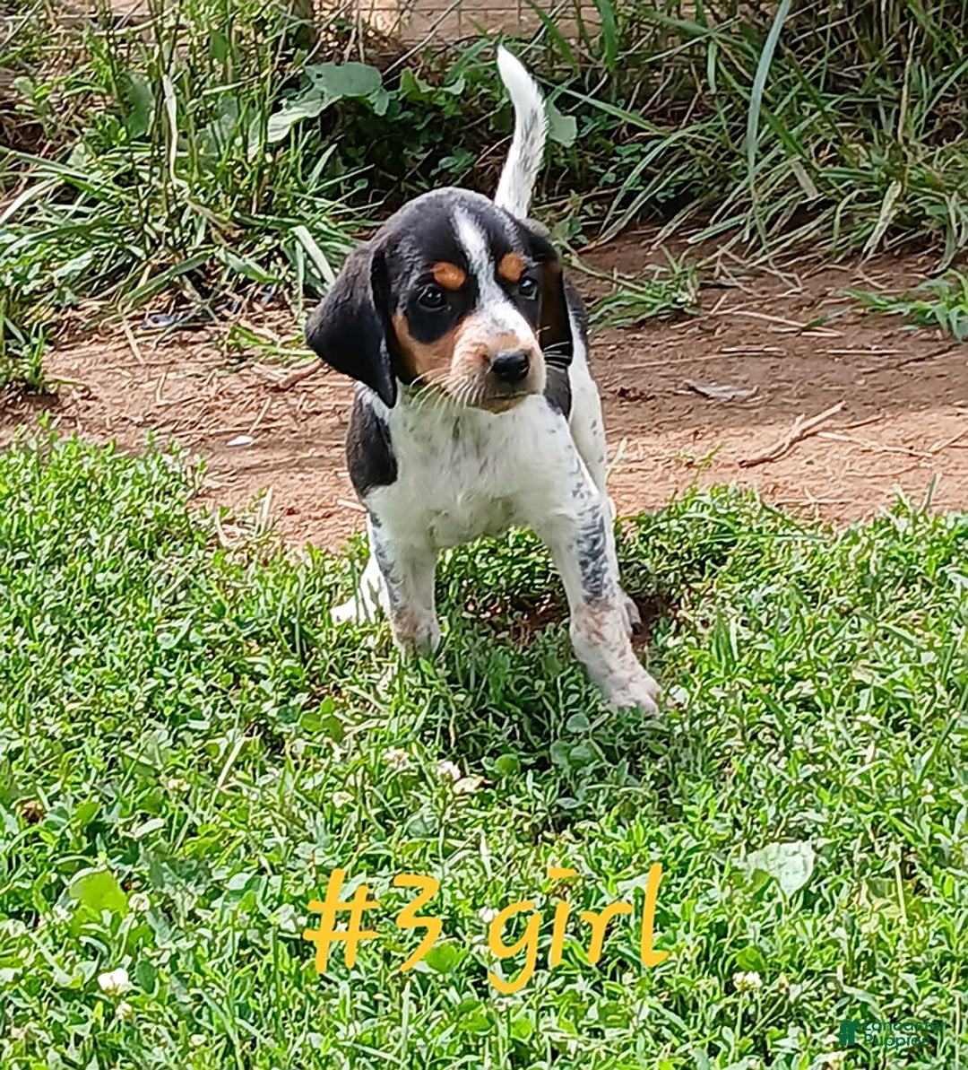 Mixed Breed dogs for sale: Daisy - Ad 2