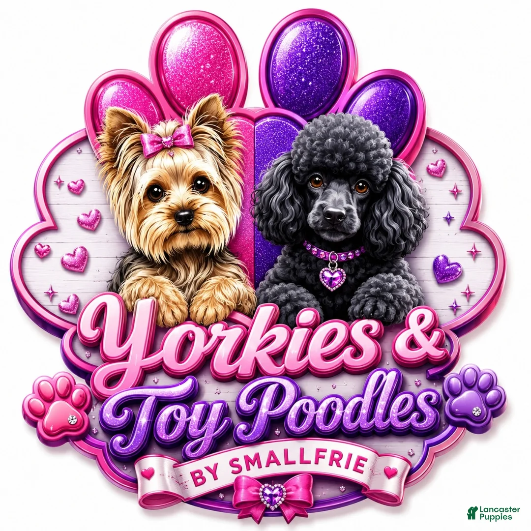 Yorkshire Terrier dogs for sale: Yorkshire Terrier Puppy 2 - Ad 6