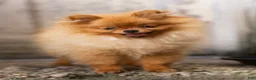 Pomeranian dogs for sale: Ana Nova - Ad 6