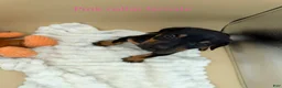 Doberman Pinscher dogs for sale: black/rust female pink collar 🩷 - Ad 3