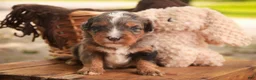 Mini Bernedoodle dogs for sale: Colt F1 Mini Bernedoodle  - Ad 10