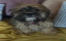 Mixed Breed dogs for sale: Mixed Breed Puppy 2 - Image 8