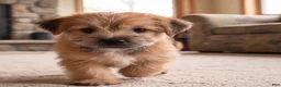 Morkie dogs for sale: Molly - Ad 6