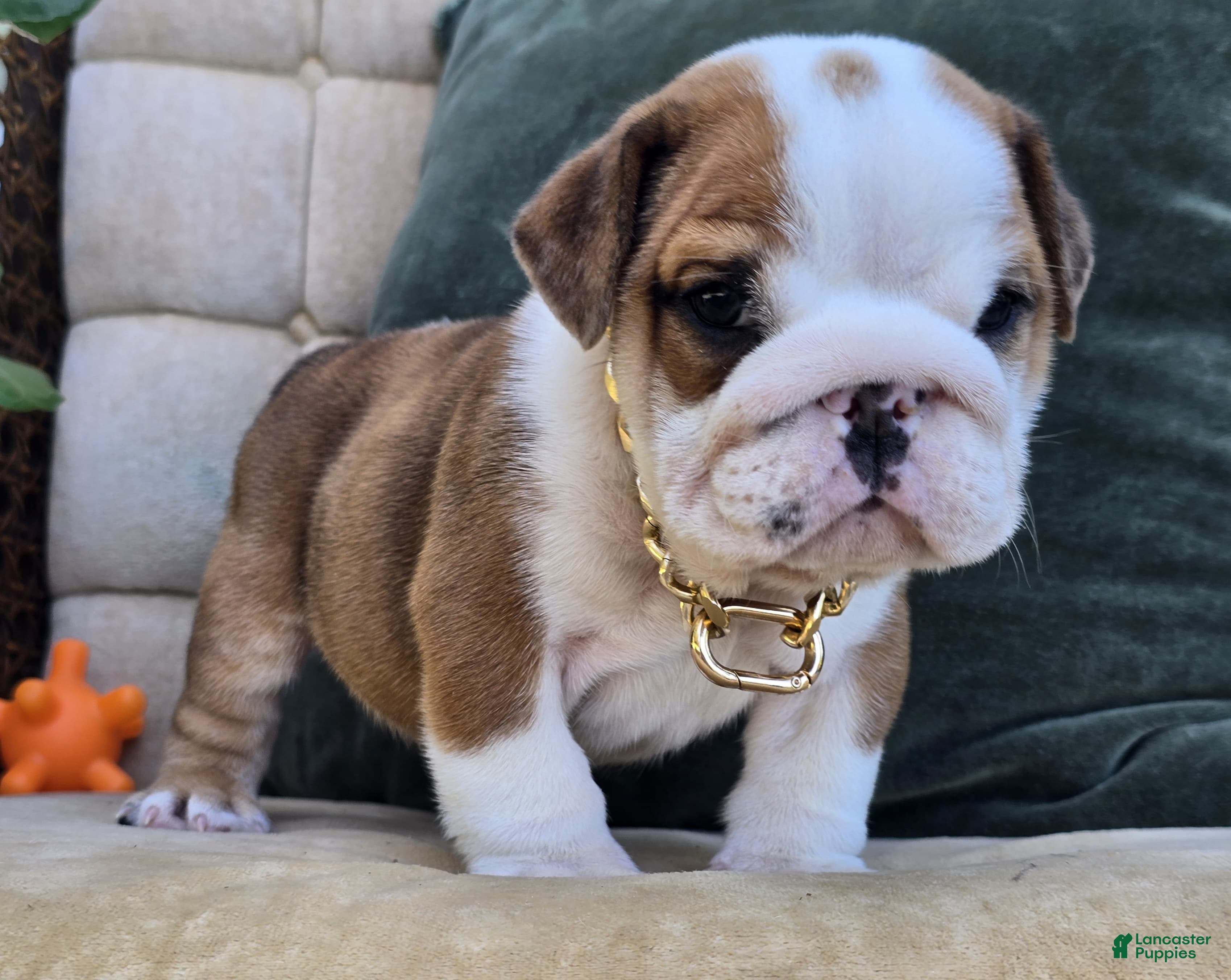 English Bulldog dogs Diesel - Ad 2