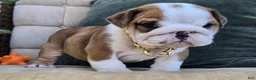 English Bulldog dogs for sale: Diesel - Ad 2