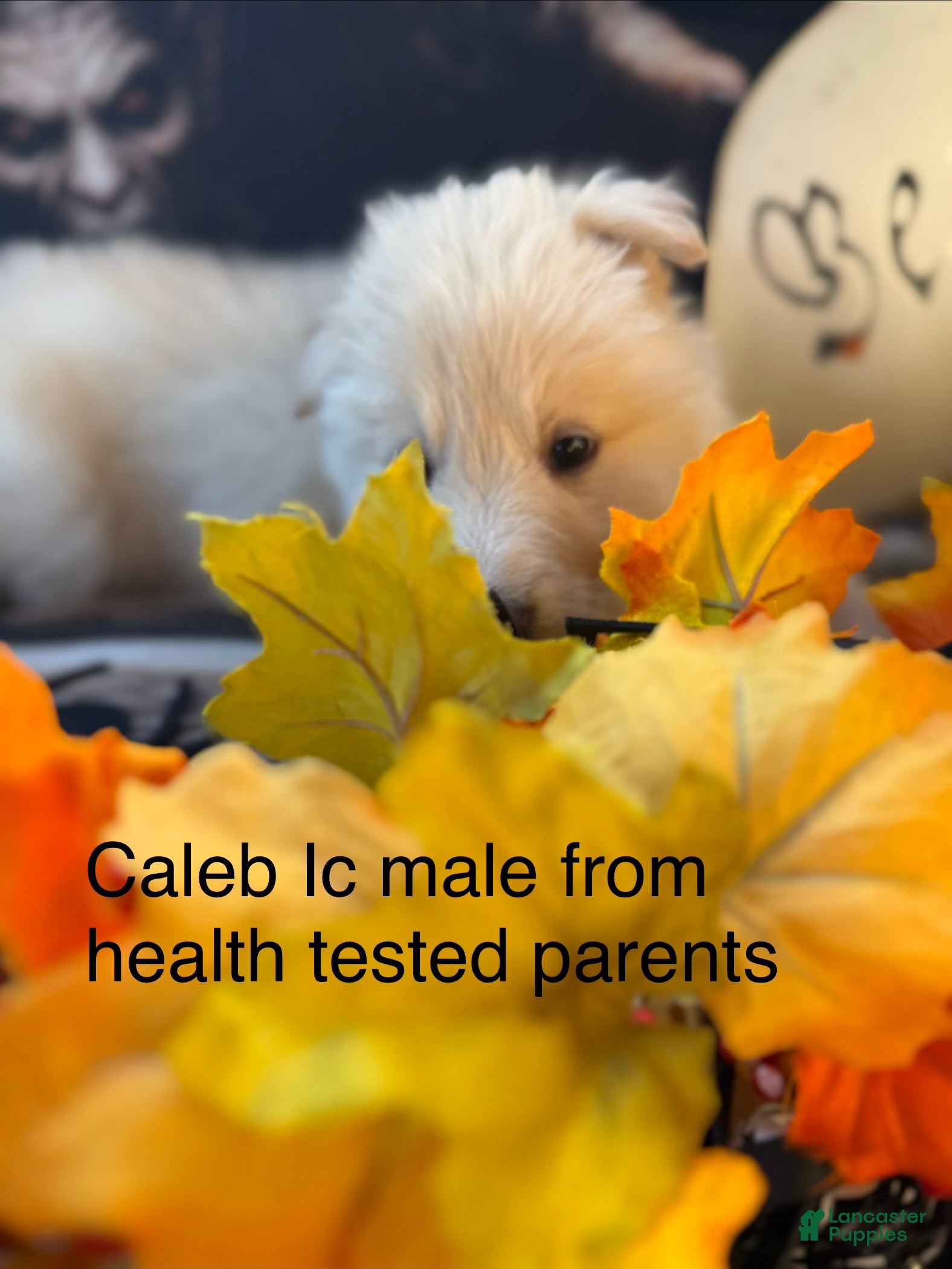 German Shepherd dogs for sale: Caleb  - Ad 20