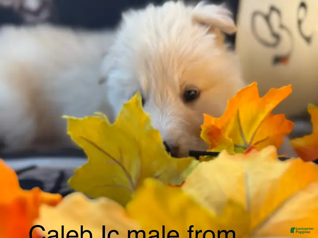 German Shepherd dogs for sale: Caleb - Ad 20