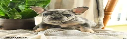 French Bulldog dogs for sale: Lester - Ad 5