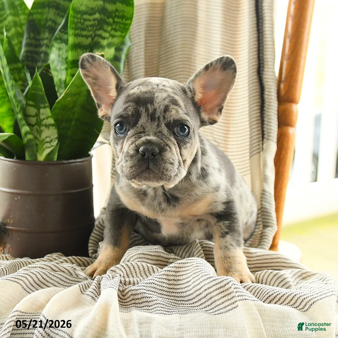 French Bulldog dogs for sale: Lester - Ad 5
