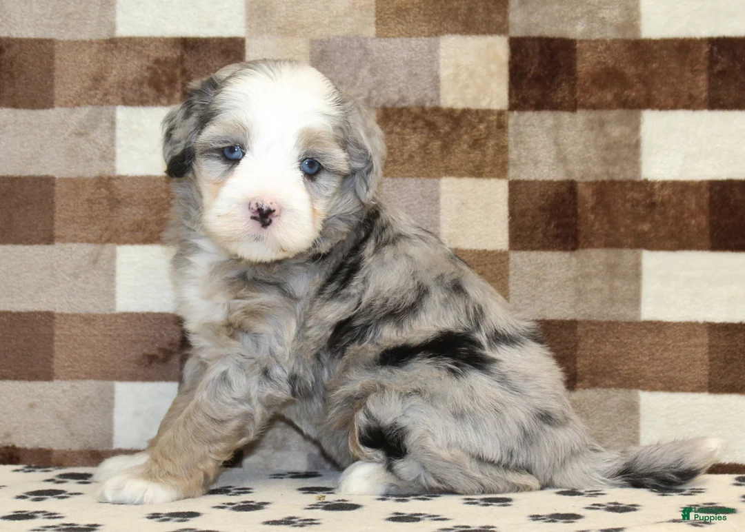Mini Bernedoodle dogs for sale: Dawn - Ad 4