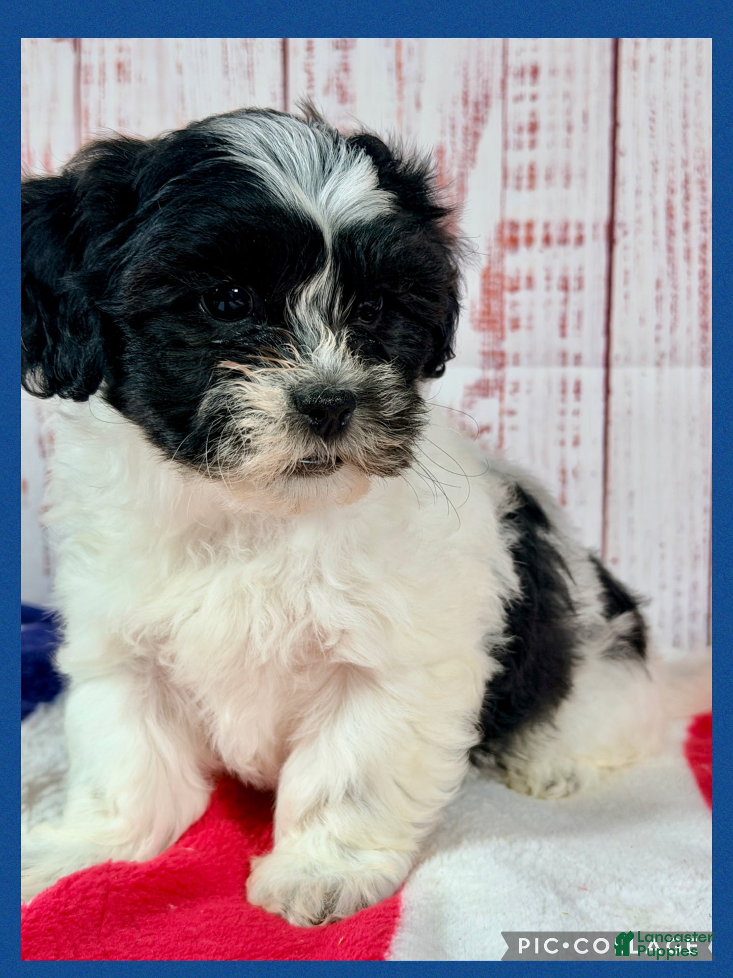 Teddy Bear dogs Wish Bear - Ad 1