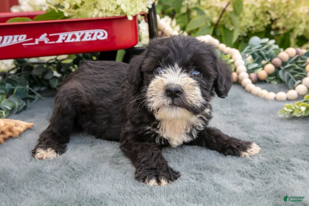 Miniature Schnauzer dogs for sale: Kylo - Ad 3