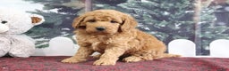 Mini Goldendoodle dogs for sale: Lindsey - Ad 2