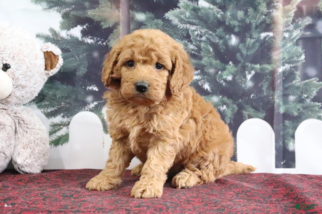 Mini Goldendoodle dogs for sale: Lindsey - Ad 2