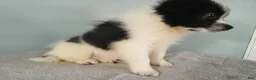Pomeranian dogs for sale: Dylan - Ad 4