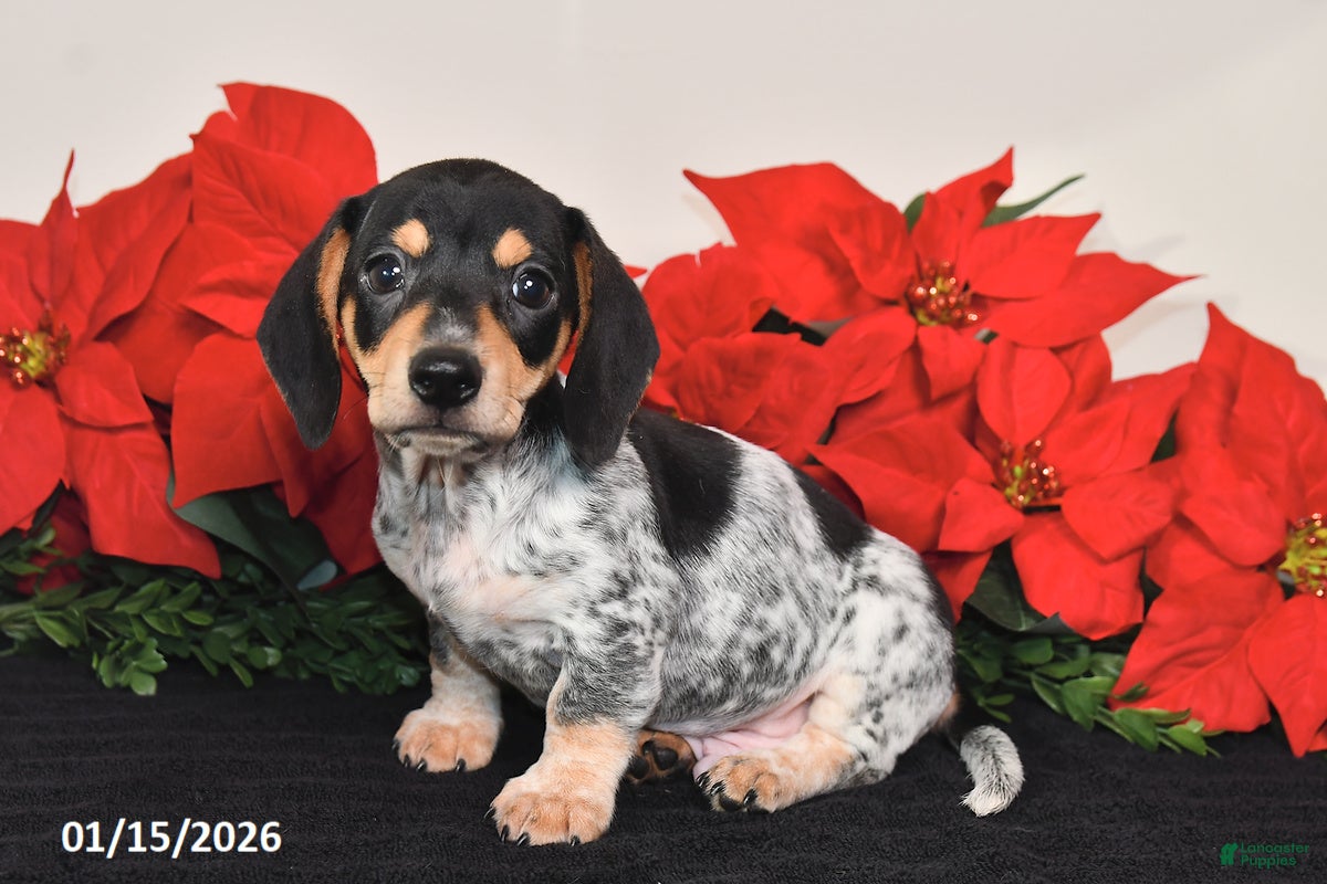 Miniature Dachshund dogs Ranger - Ad 18