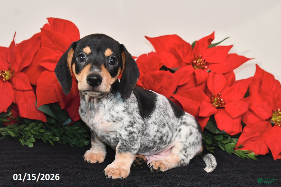 Miniature Dachshund dogs for sale: Ranger - Ad 1