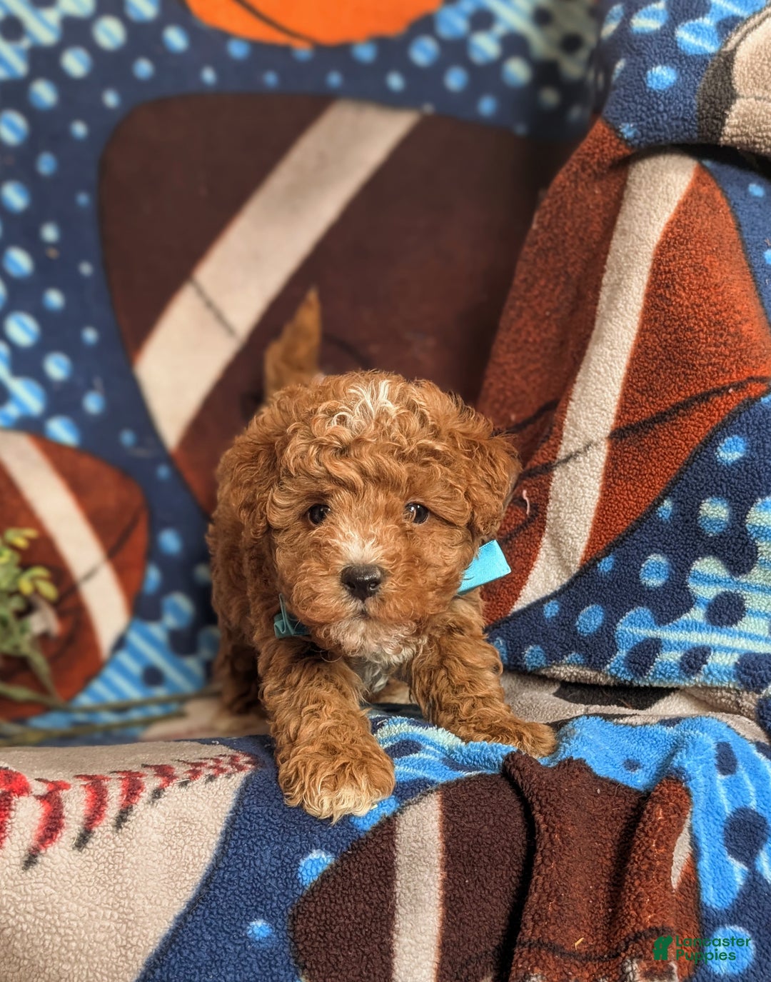 Mini Goldendoodle dogs for sale: Denzel 15 lbs Full Grown Hypoallergenic - Ad 7
