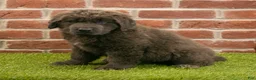 Newfoundland dogs for sale: Rosie - Ad 2